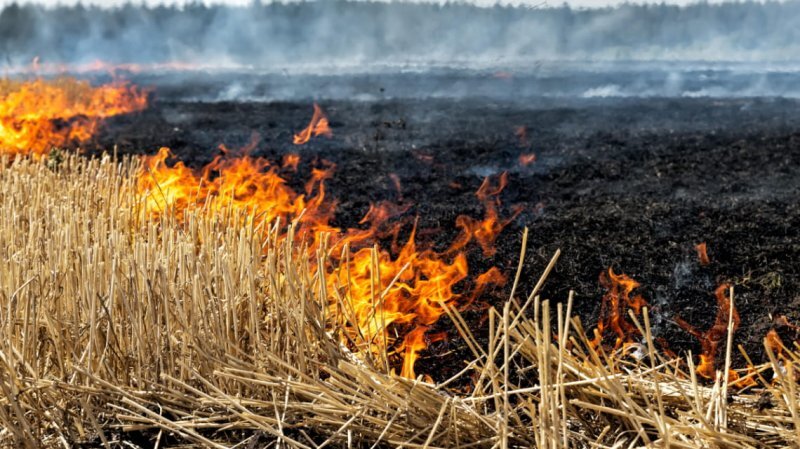 Втрати аграріїв від війни становлять 26 млрд. доларів