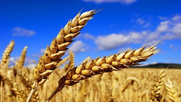 Кризові явища в найперспективнішій сфері економіки – АПК – мають бути подолані